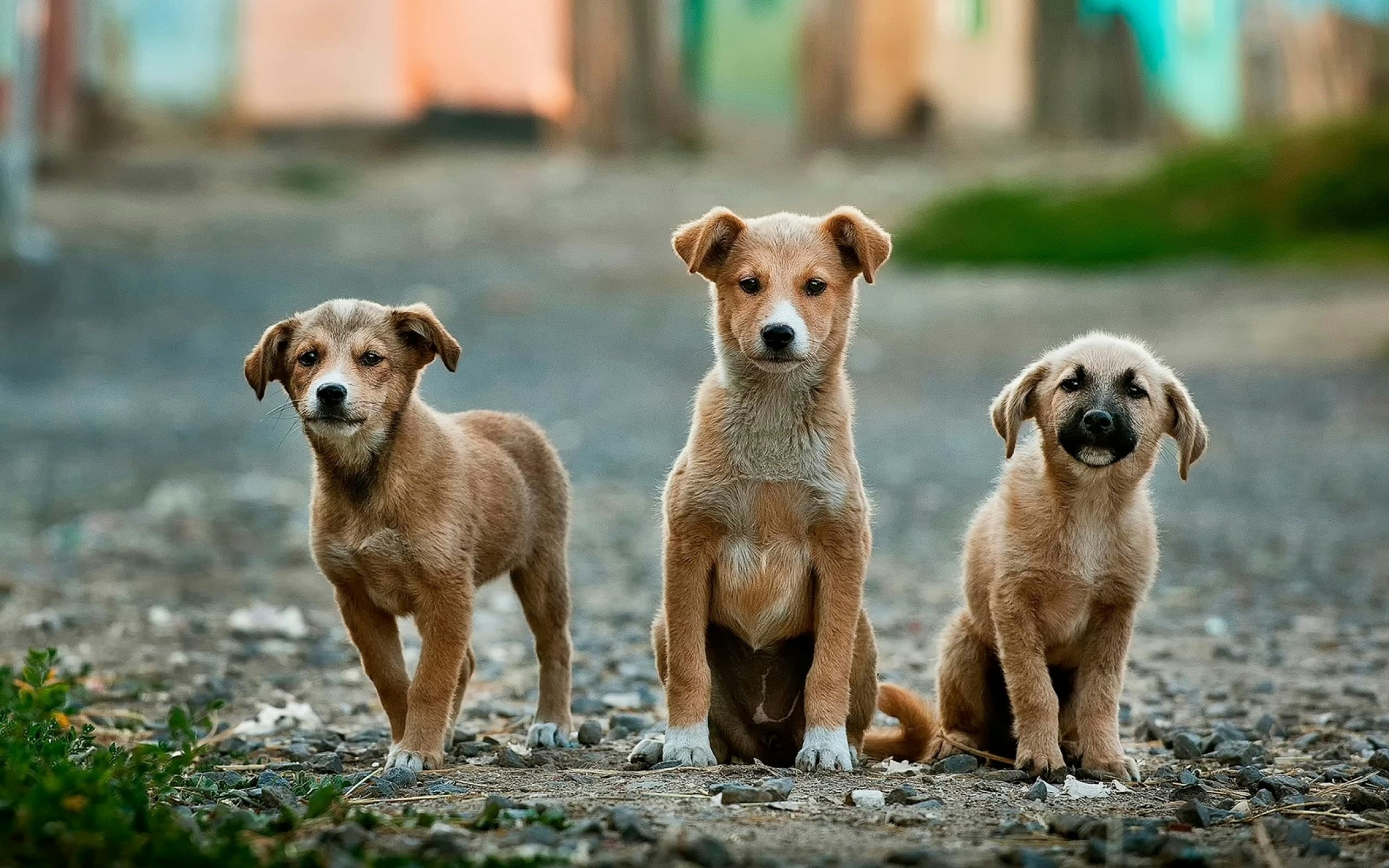 Feeding your puppy: portions that actually work