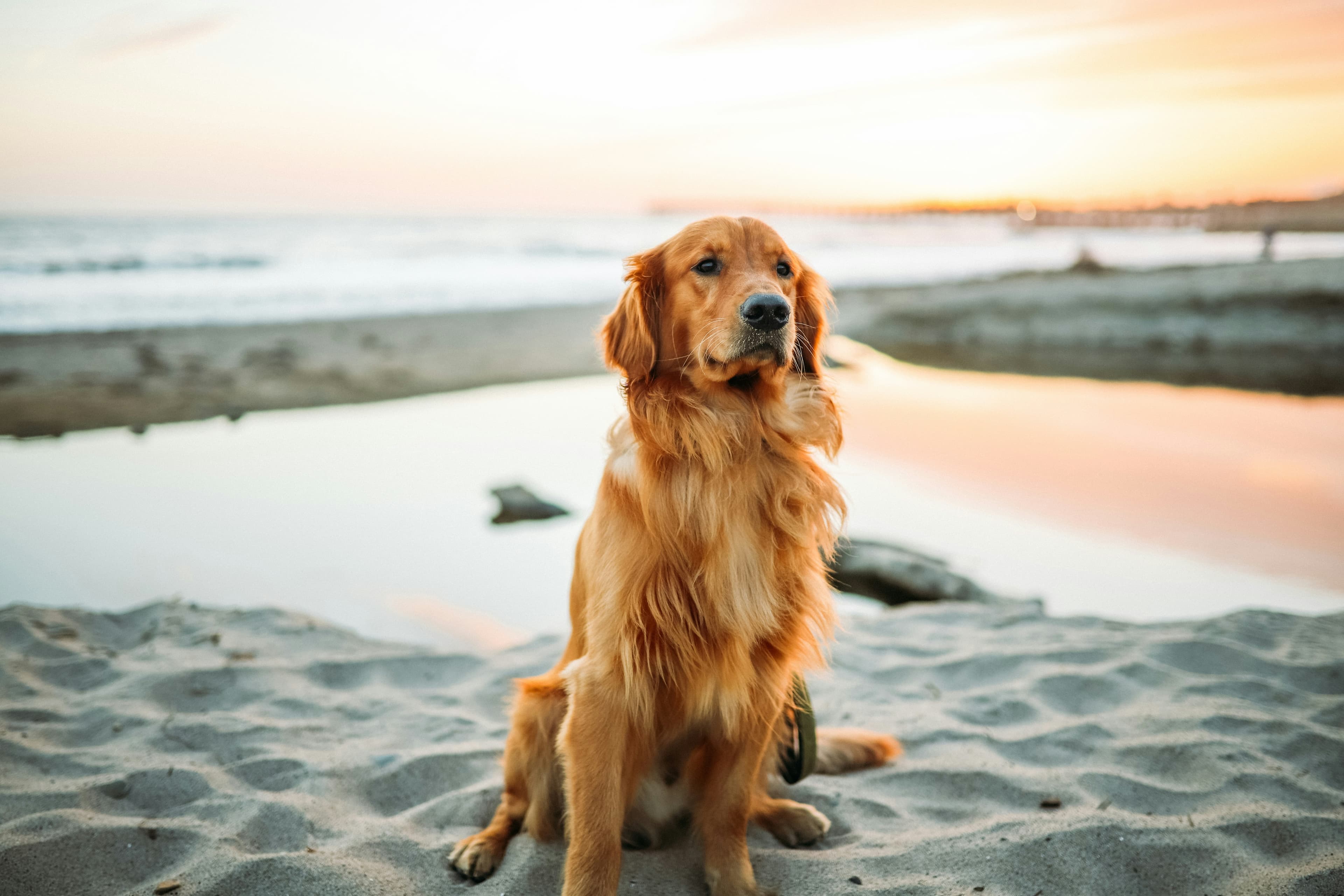 Golden retriever sitting on a beach