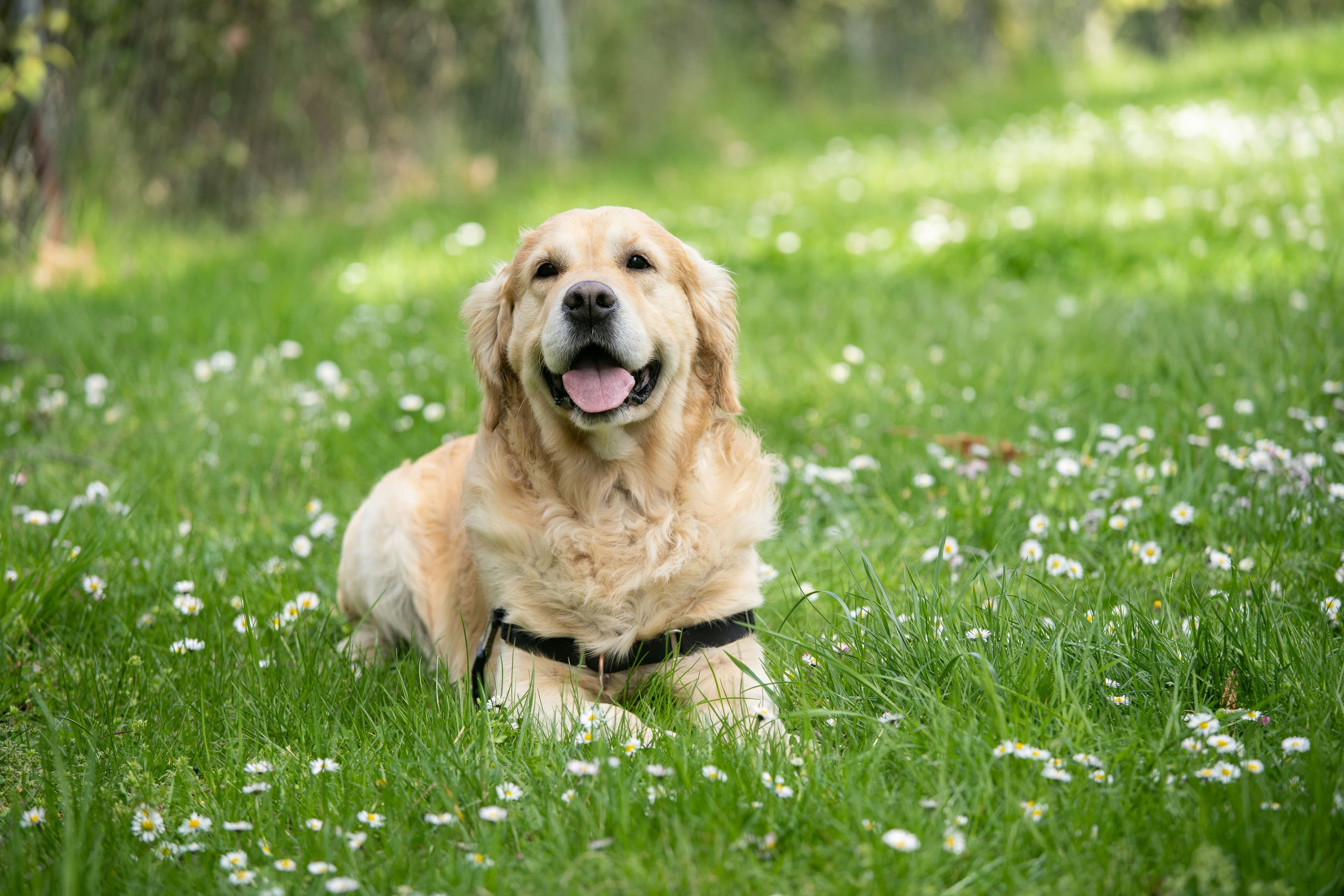 Golden retriever sitting on a beach