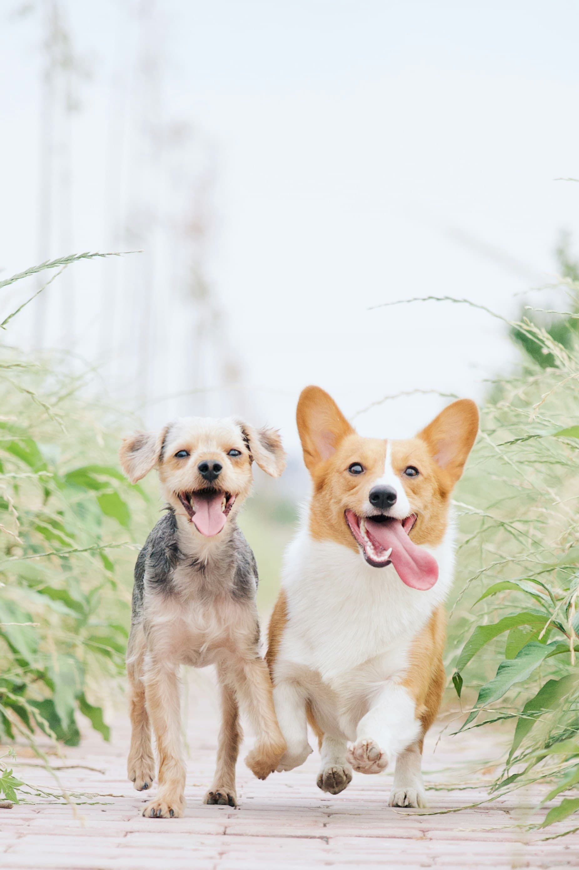 Two happy dogs sitting together in tall grass