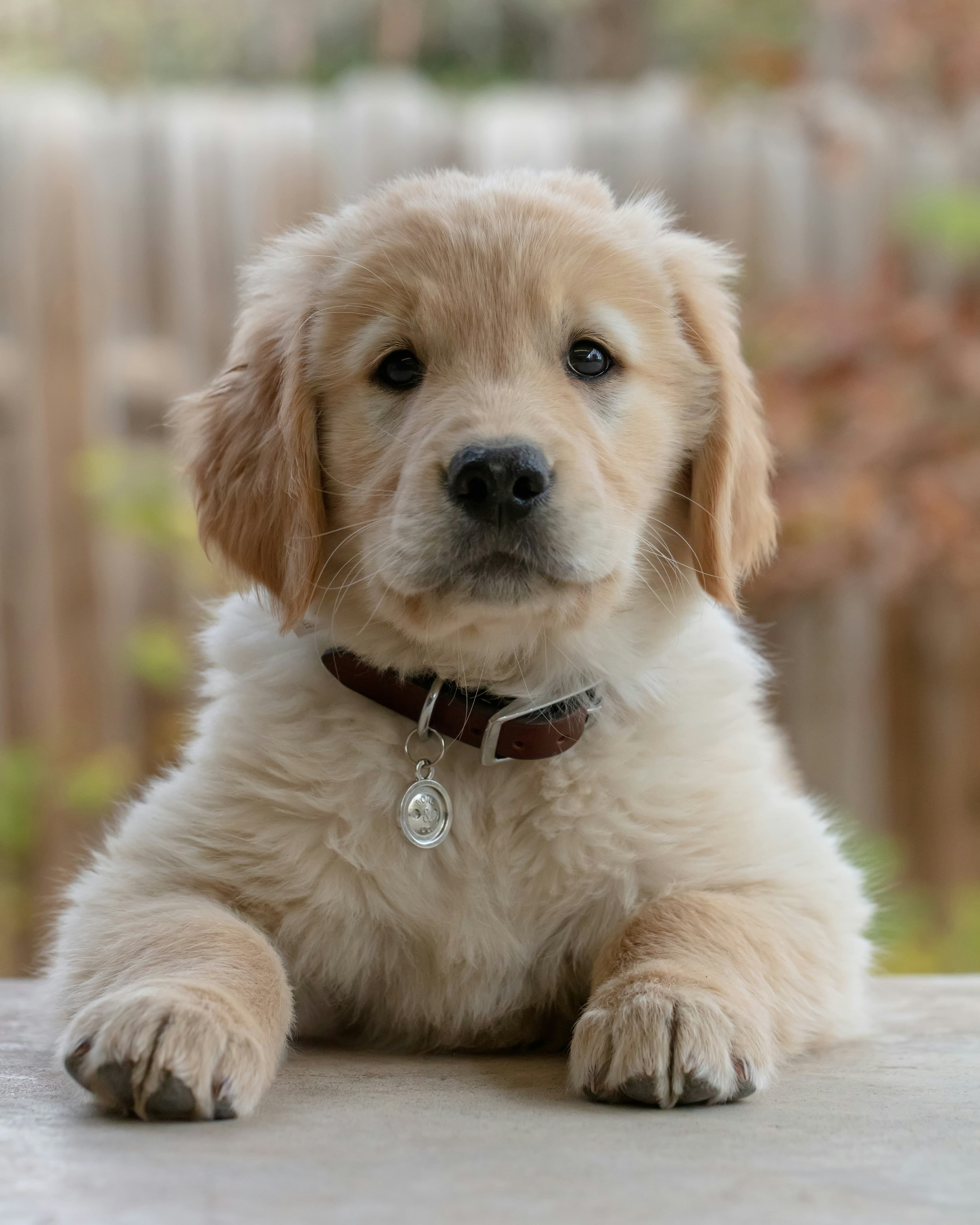 Golden retriever puppy lying down